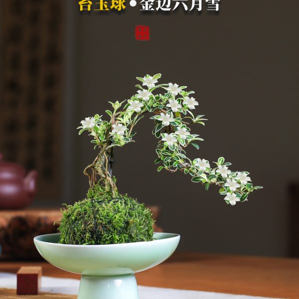 苔玉六月雪造型盆景苔藓球微景观懒人好养水培绿植室内桌面花卉