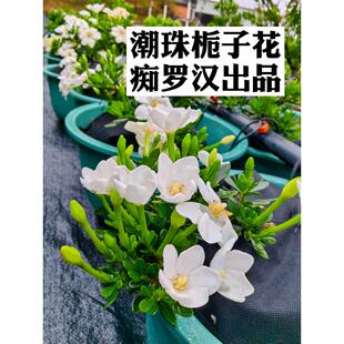 潮珠栀子花 国产新品种栀子花盆景盆栽素材（痴罗汉出品）