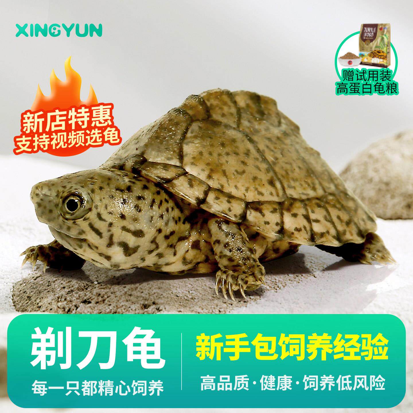 剃刀蛋龟剃刀蛋龟冷水深水黑刀精品屋顶宠物龟苗活体迷你观赏龟