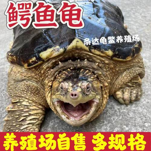 鳄龟食用北美鳄龟养殖红烧观赏鳄龟食用大乌龟人工养殖活物龟