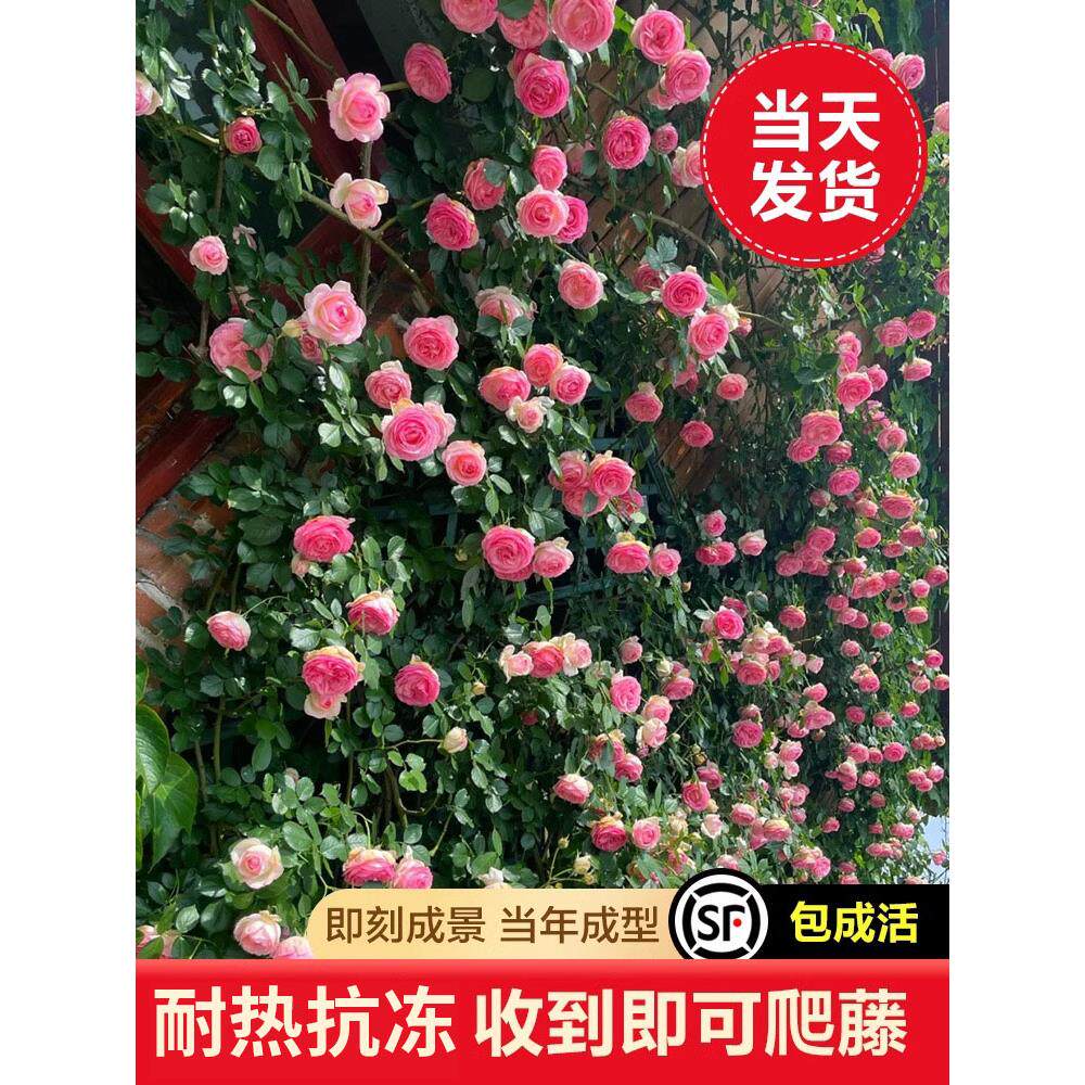 粉色龙沙宝石蔷薇花苗藤本月季特大花爬藤植物多季开花卉盆栽玫瑰