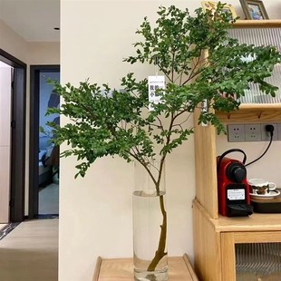 美男树水培植物鲜切枝条盆栽活树室内马醉木吊U钟桌面客厅水养