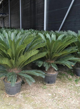 铁树苗铁树盆栽植物大型室外树苗室E内门口两侧公母可水培小苗苏