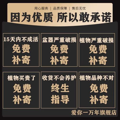 马醉木水培植物室n内绿植鲜切枝条盆栽吊钟客厅水养小树苗阳台