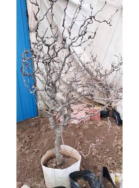 盆栽盘龙枣树 珍奇品种-龙须枣苗龙枣盆景盆栽地栽龙爪枣庭院种植