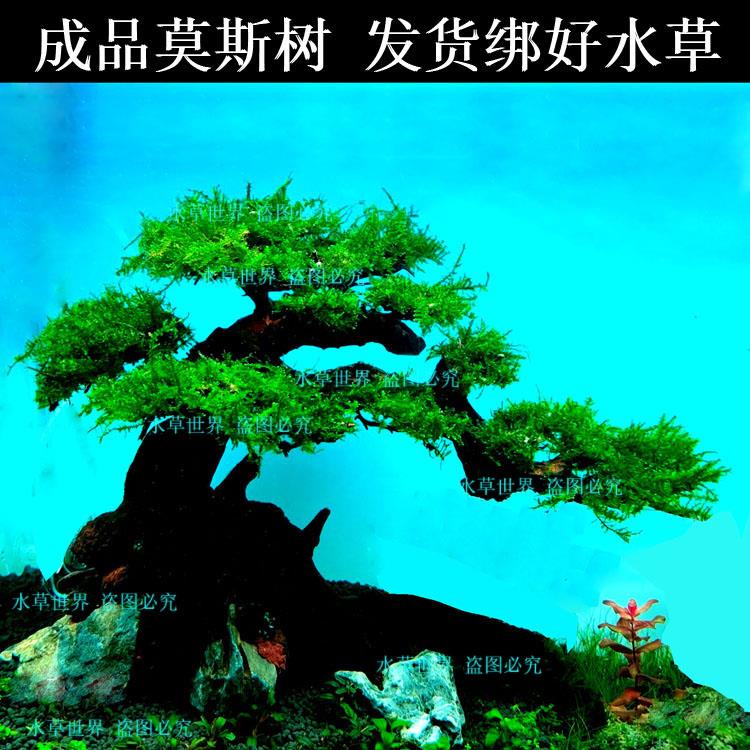 成品莫斯树 水草树 沉木莫斯树 鱼缸造景水草 水族箱造景
