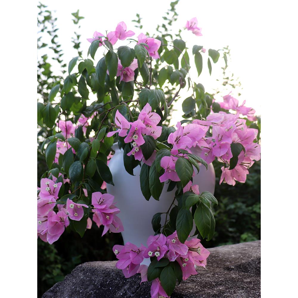 景德镇多肉花盆造型创意简约粗陶透气覆古法师白色多肉花三角梅