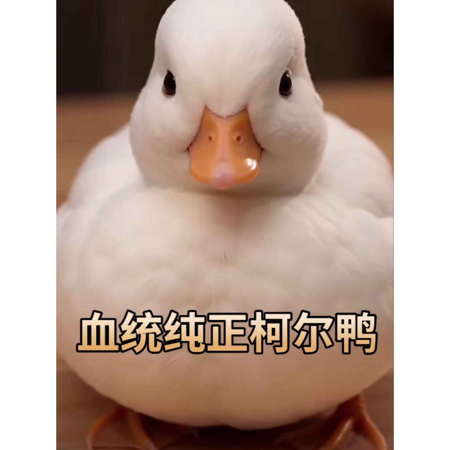 纯种柯尔鸭宠物活体白色小鸭子幼崽活物赛级成年成年网红科尔鸭