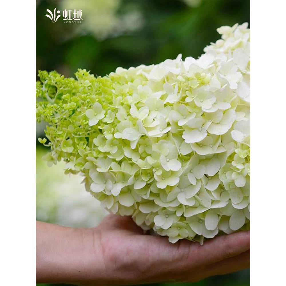 虹越中华木绣球花盆栽欧洲木绣球花树苗圆锥绣球乔木多年生耐热图片