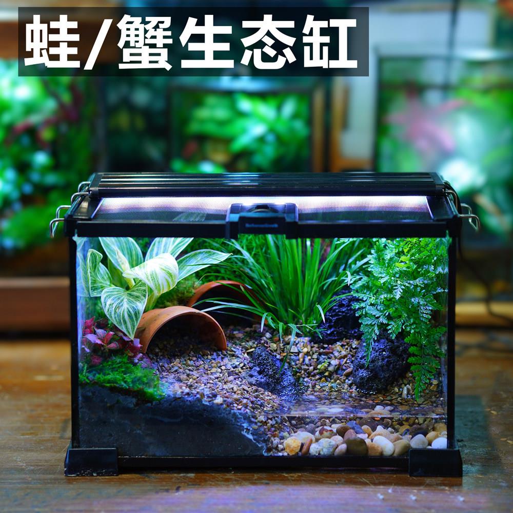 苔藓微景观爬宠饲养箱玻璃爬缸守宫甲虫陆龟爬宠爬虫盒角蛙饲养箱