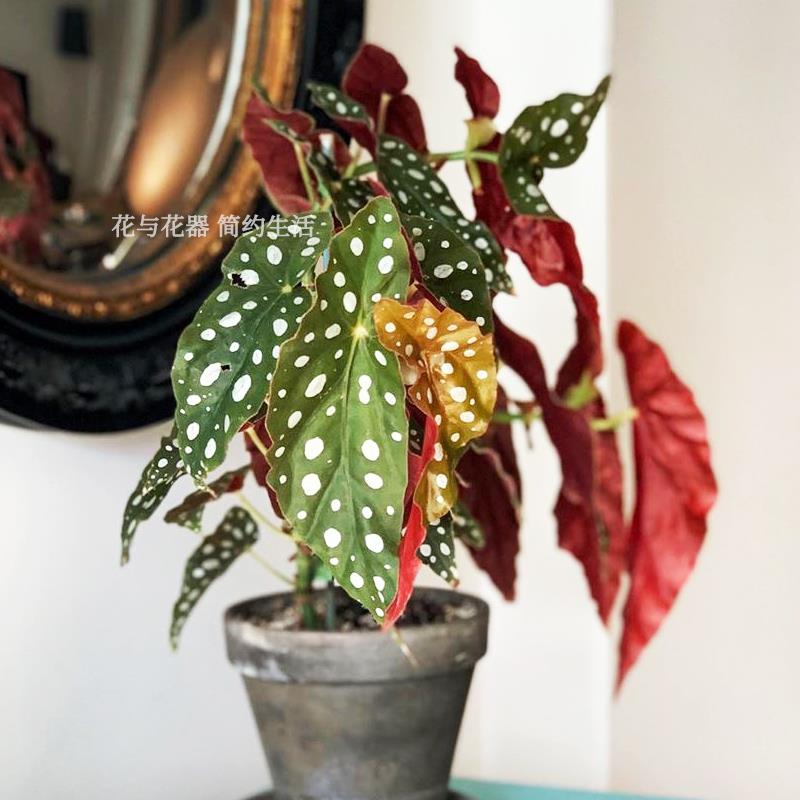 花与花器 鳟鱼秋海棠荷兰进口ins北欧风室内网红绿植物盆栽苗包邮