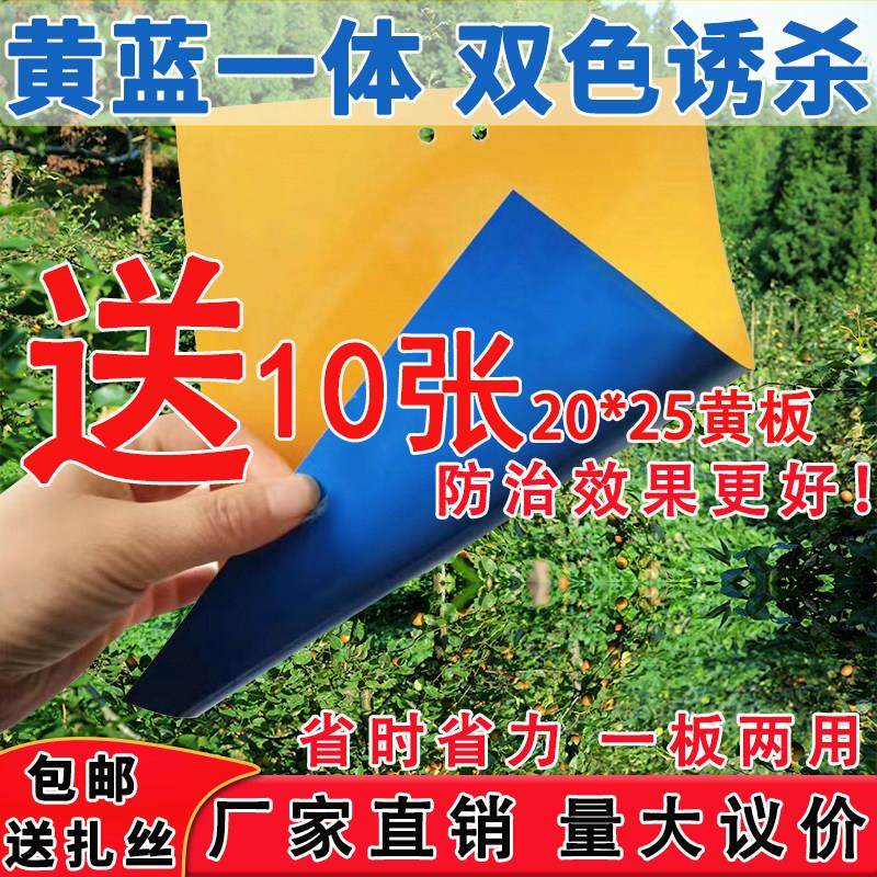 黄蓝一体粘虫板蓝板黄板诱虫板蓟马小黑飞白粉虱大棚果园茶园花卉,鲜花速递/花卉仿真/绿植园艺,其它园艺用品,淘宝优惠券,粉丝福利购,淘宝优惠卷