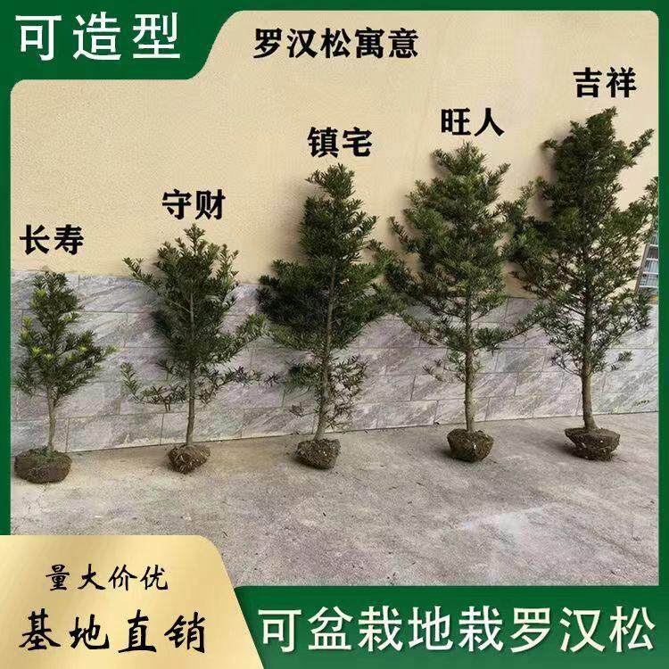 罗汉松树苗珍珠米叶中叶雀舌小苗绿植盆栽净化空气盆景苗包邮直销