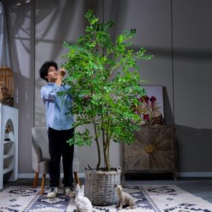 超大型彷真榆钱树金钱榕绿植物假树室内客厅店铺橱窗装饰落地摆件