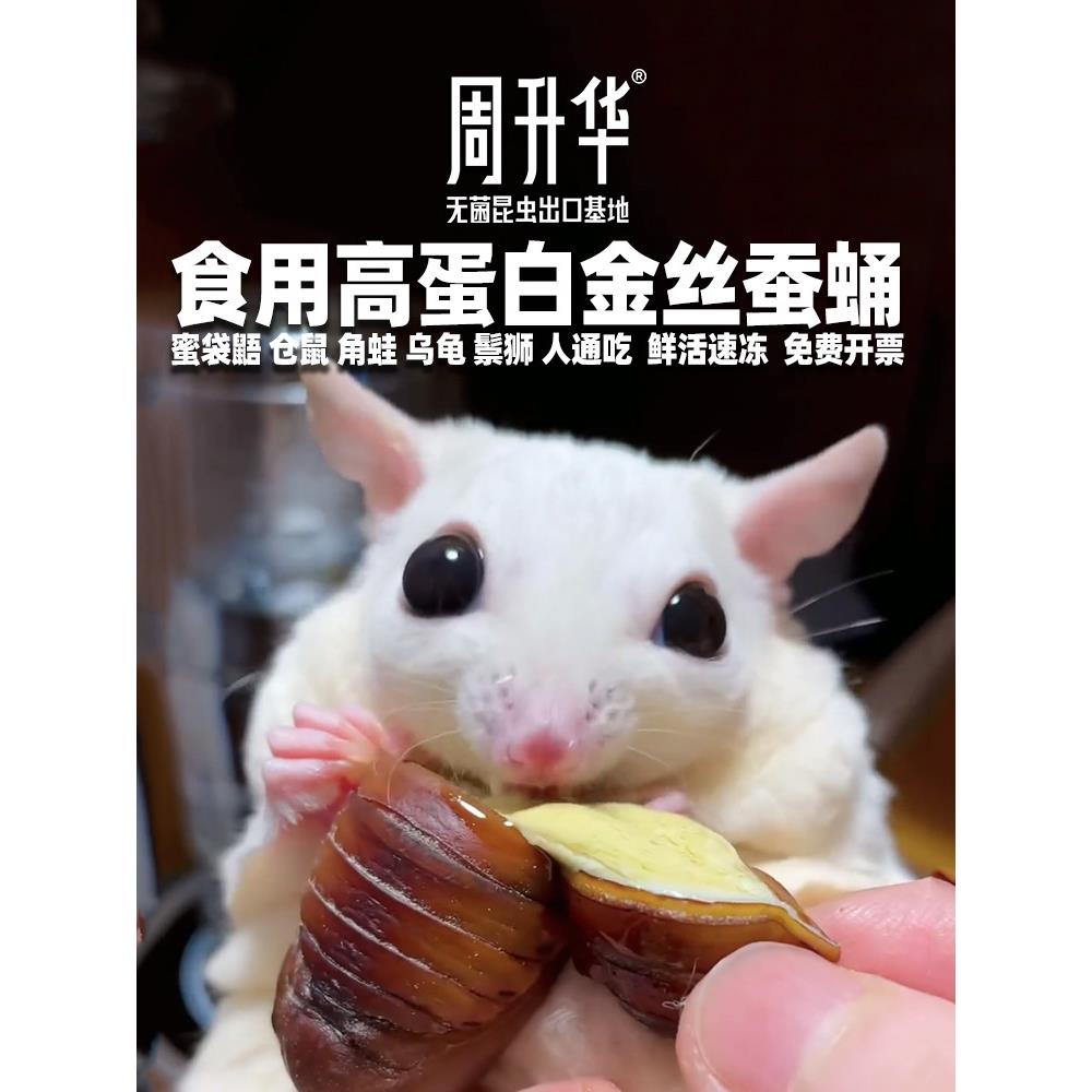 食品级东北大黄蚕蛹新鲜活金丝蚕蛹干货蜜袋鼯仓鼠角蛙乌龟粮食物