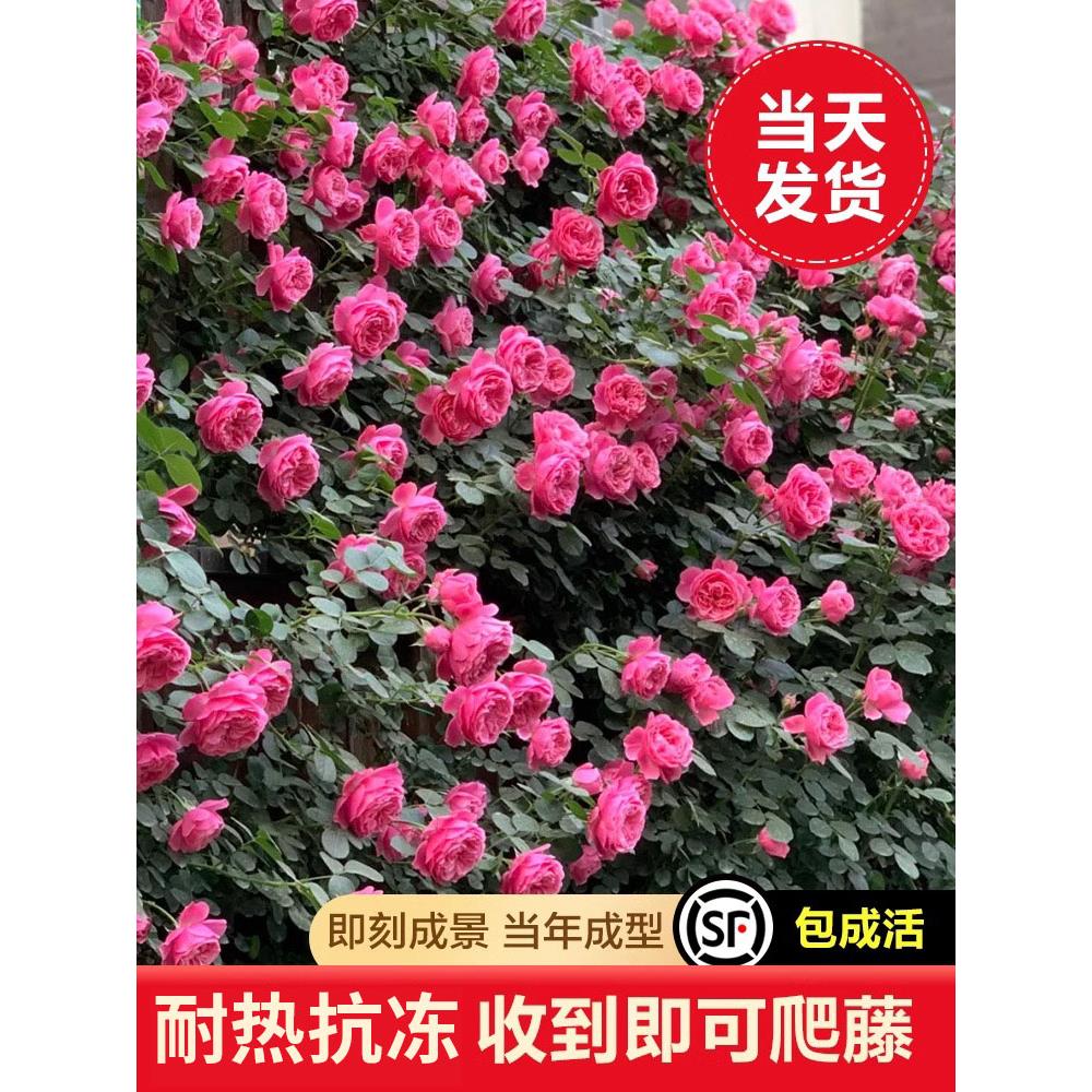 粉色达芬奇蔷薇花苗爬藤多季开花藤本月季盆栽室内外裸根爬墙大苗