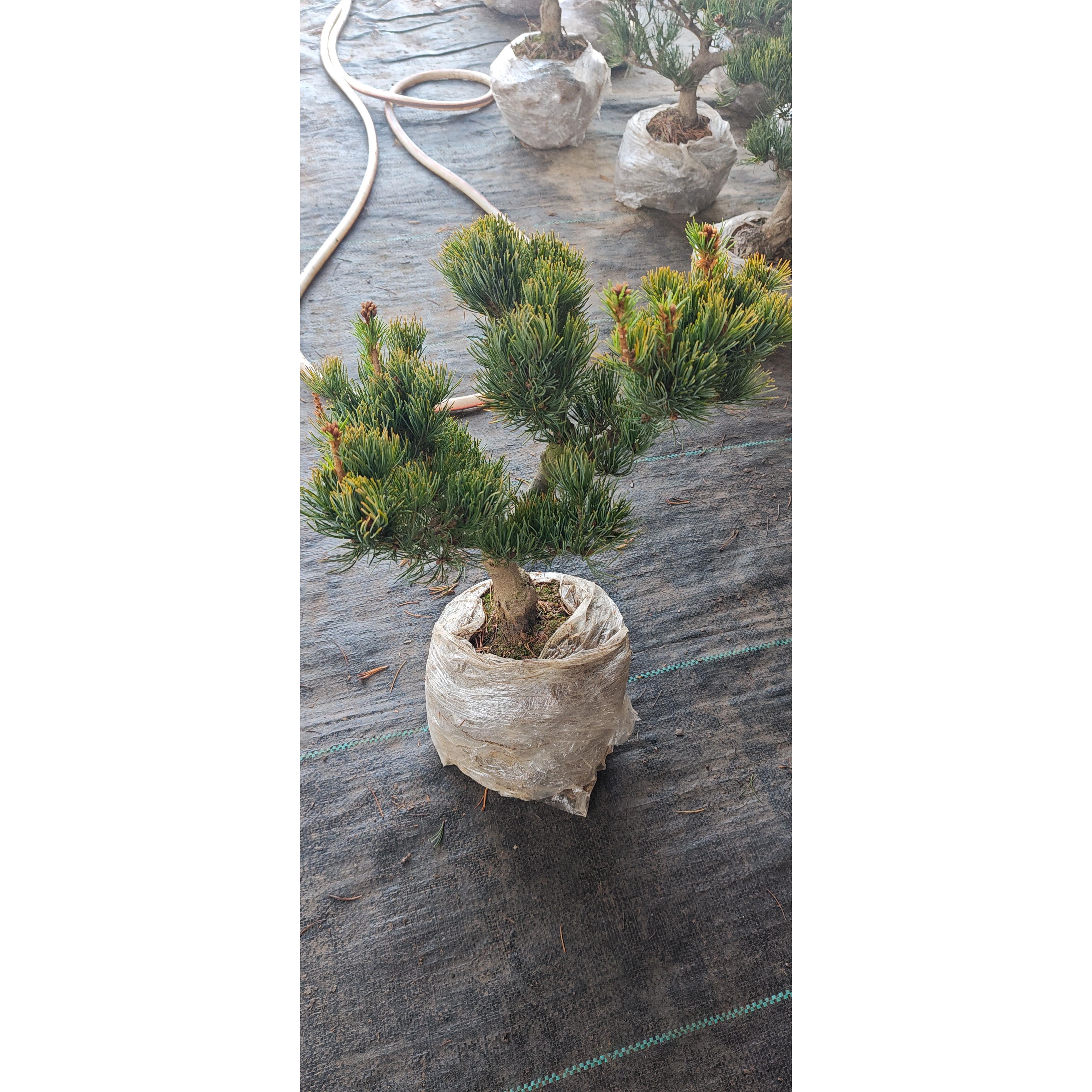 宫岛，黑松，杨梅，大板松，五针松，一物一拍，已收到实物为准