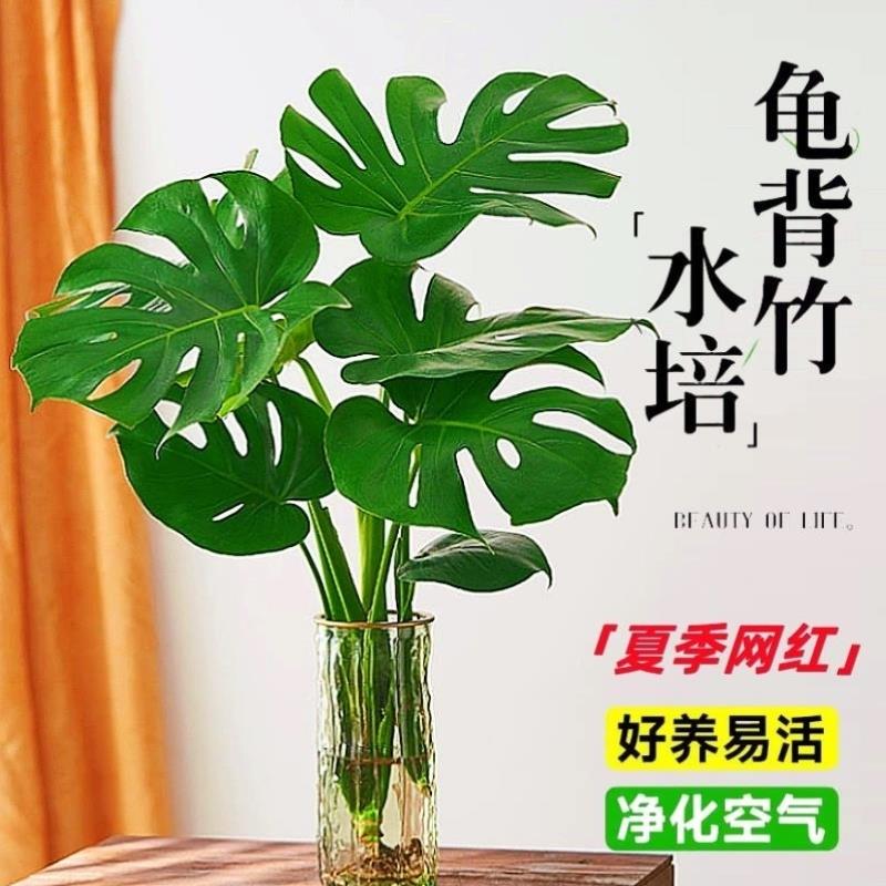 龟背竹水培植物盆栽老桩净化空气室内观叶仙洞春羽天堂鸟大叶绿植