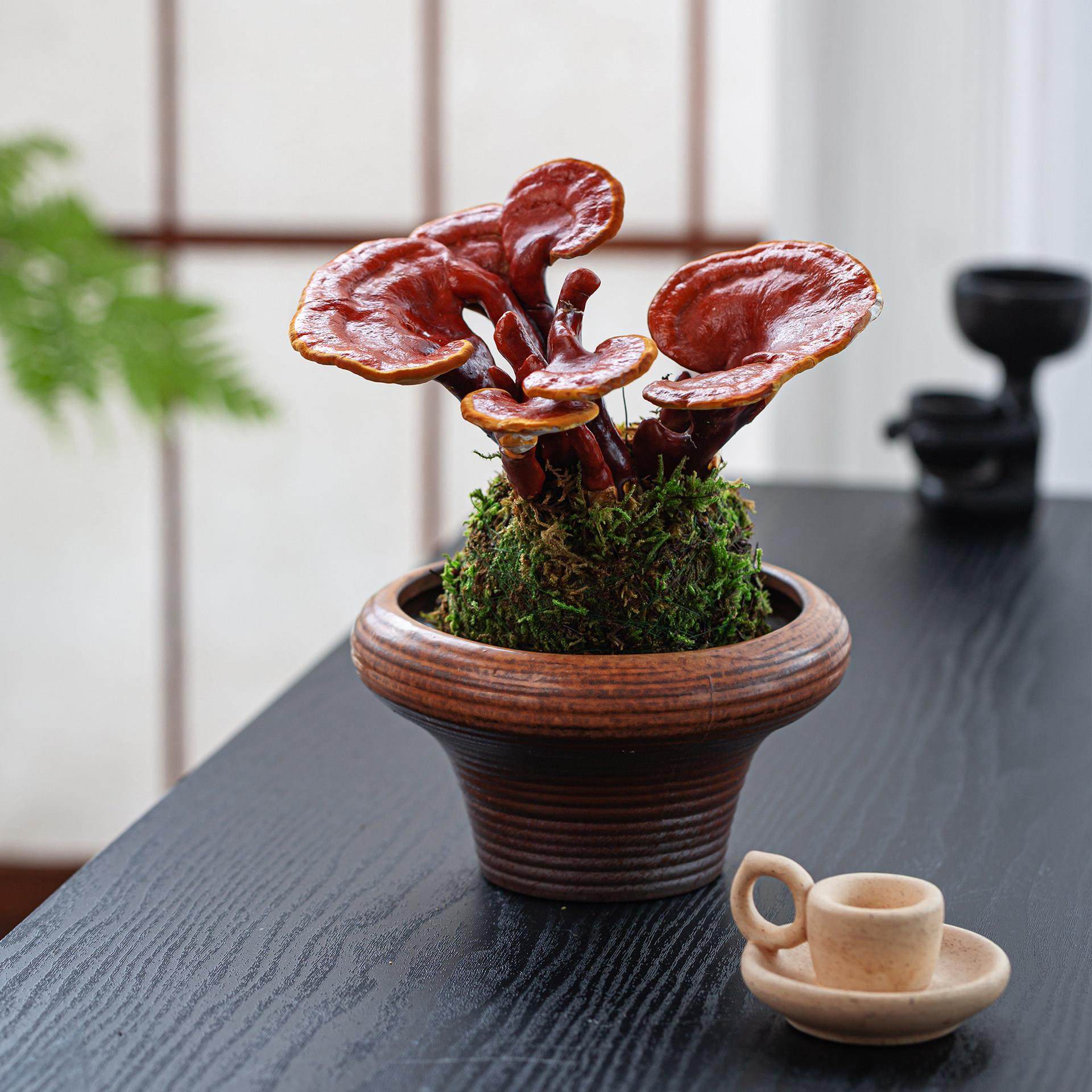 水培灵芝盆栽苔藓球绿植物办公室内茶室桌面小盆景创意摆件好养花,鲜花速递/花卉仿真/绿植园艺,绿植,淘宝优惠券,粉丝福利购,淘宝优惠卷