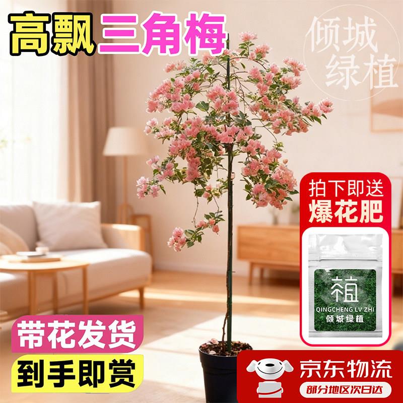 精品高飘枝三角梅老桩特大号1米以上卡亚塔爬藤苗高杆棒棒糖盆栽