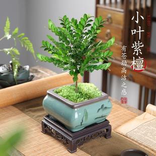 好养活 小叶紫檀盆景绿植盆栽室内办公室桌面花卉树苗植物老桩四季