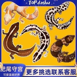宠物桌面罕见原色奶牛奥利奥爬宠小型好 肥尾守宫蜥蜴稀罕懒人养