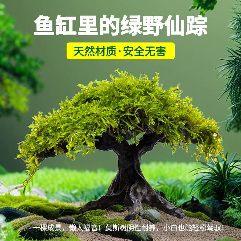 沉木莫斯树水草生态鱼缸专用造景水草树养鱼水草水培植物和鱼共养