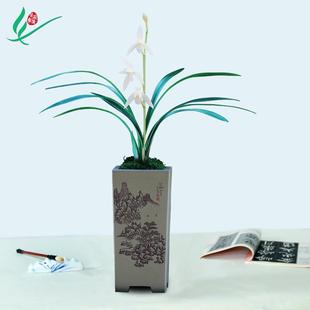 兰花漓江雪浓香花卉盆景盆栽土绿植兰带草植物花苞名贵苗 建兰四季