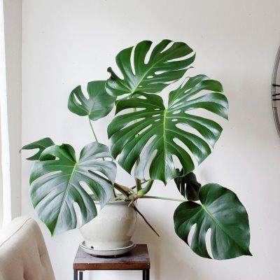 龟背竹植物室内盆栽老桩根真花绿植大型大叶开背客厅好养四季常青