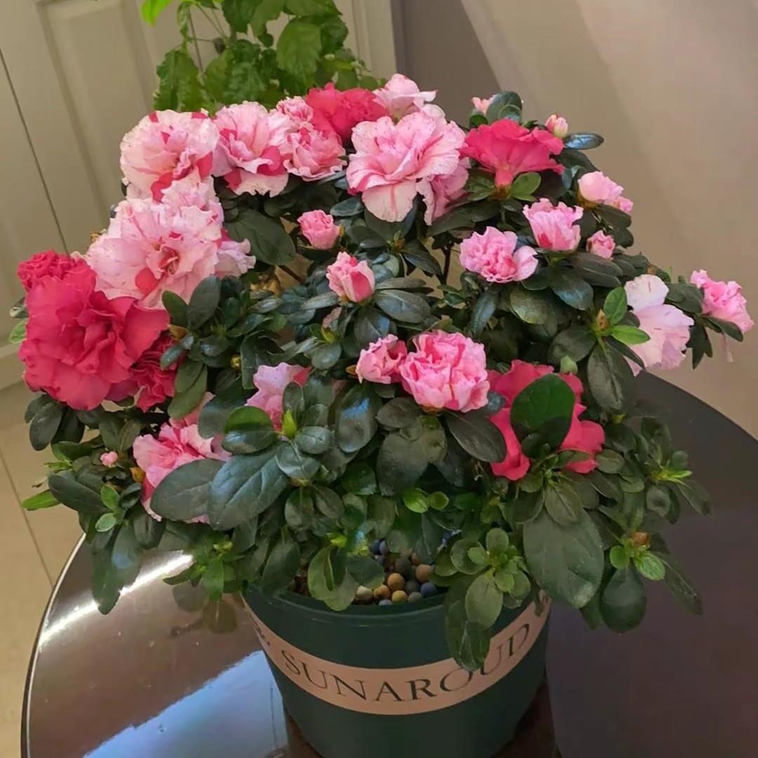 五宝喷砂杜鹃花盆栽植物室内带花好养的花四季开花杜鹃花四季开花