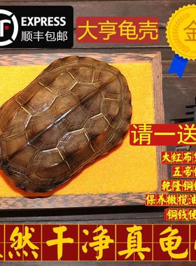 天然真乌龟壳龟甲文玩手把件铜钱六爻64卦算挂卦牌卡摇卦卜测摆件