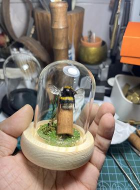 甲虫标本玻璃罩甲虫标本熊蜂标本生态玻璃罐熊蜂标本创意桌面摆件