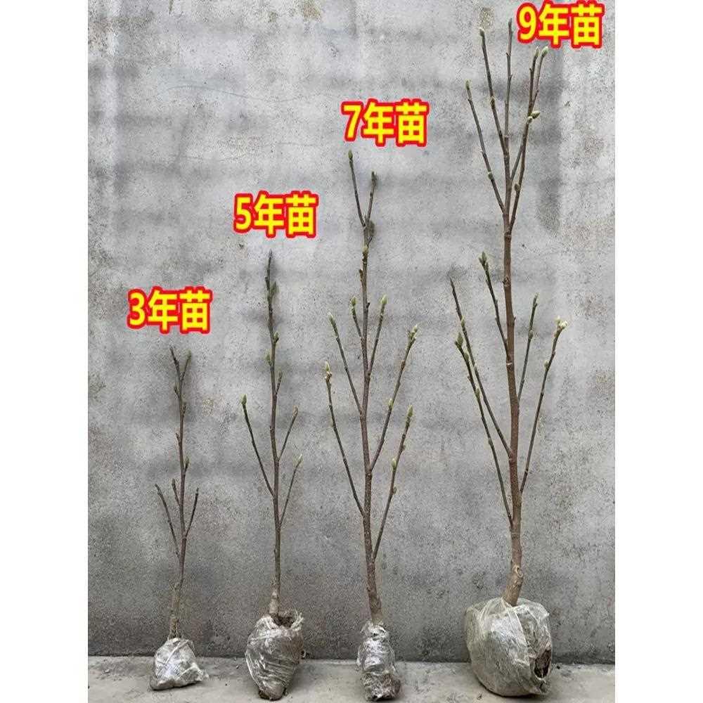 矮化玉兰树苗盆栽地栽盆景紫玉兰花苗带花苞别墅阳台庭院木本
