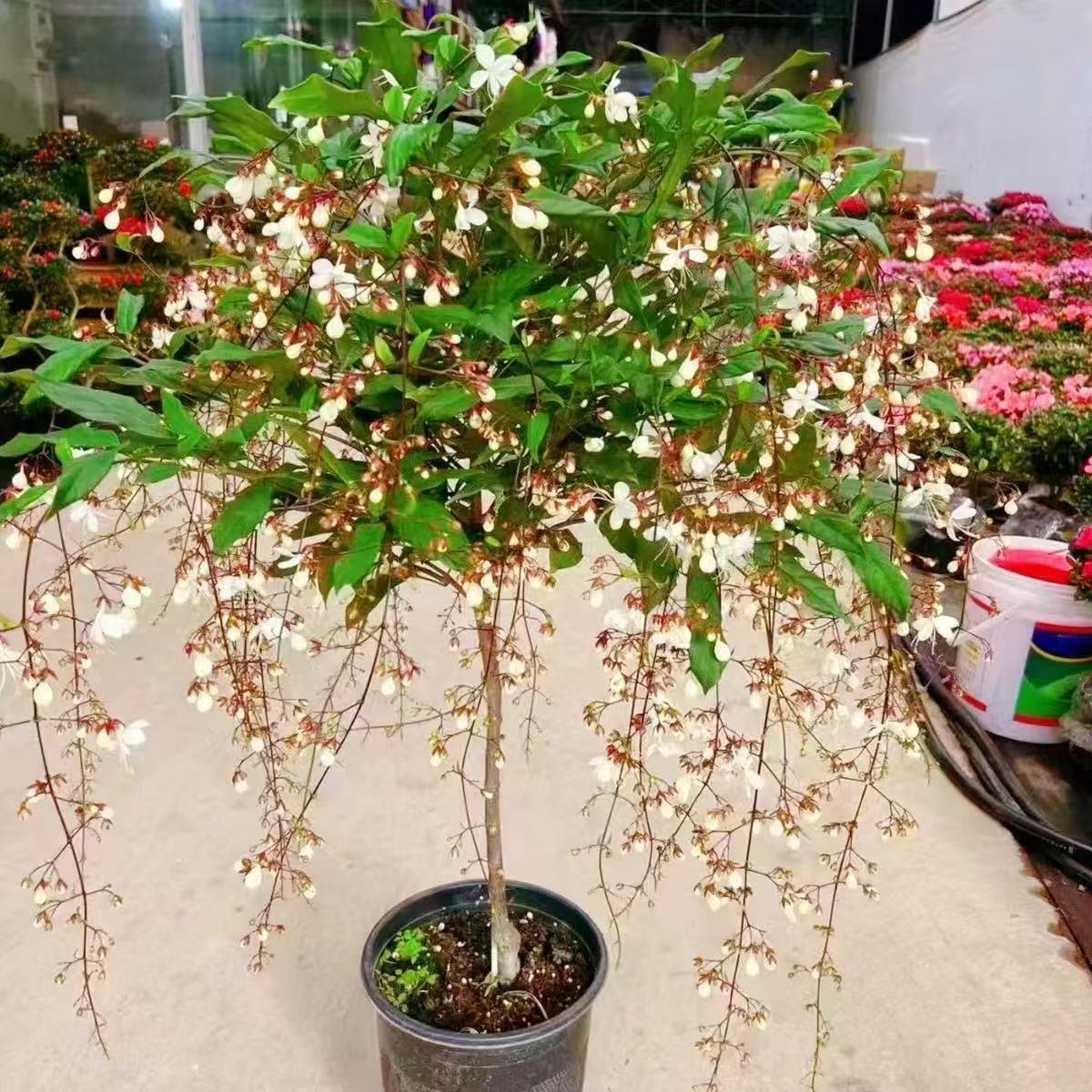 垂丝茉莉独杆老庄带花丝发货室内盆栽开花垂钓型植物