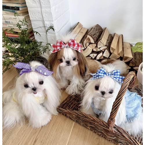 VN宠物手作进口丝带珍珠格子波点大蝴蝶结发夹马尔济斯西施狗狗