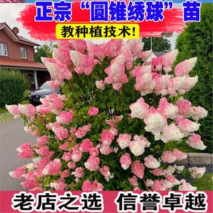 圆锥绣球香草草莓花苗石灰灯绣球花耐寒耐晒花卉夏日美人盆栽植物