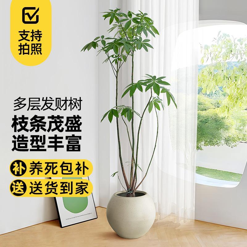 多层发财树客厅大盆栽室内办公室好养活招财旺宅植物四季常青盆景