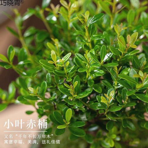 小叶摆件桌面绿植花卉办公室老桩客厅盆栽室内赤楠盆景好养植物巧