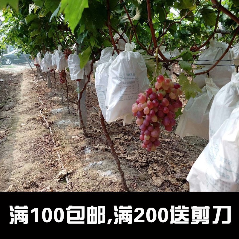 莆萄袋树上简约袋套袋袋100个 加厚大号的纸袋包的袋X子套保护纸