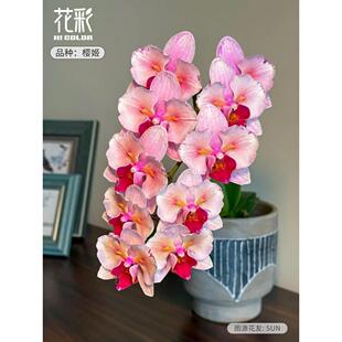 新疆包邮花彩粉色系蝴蝶兰花盆栽套装年宵花室内组盆桌面装饰摆件