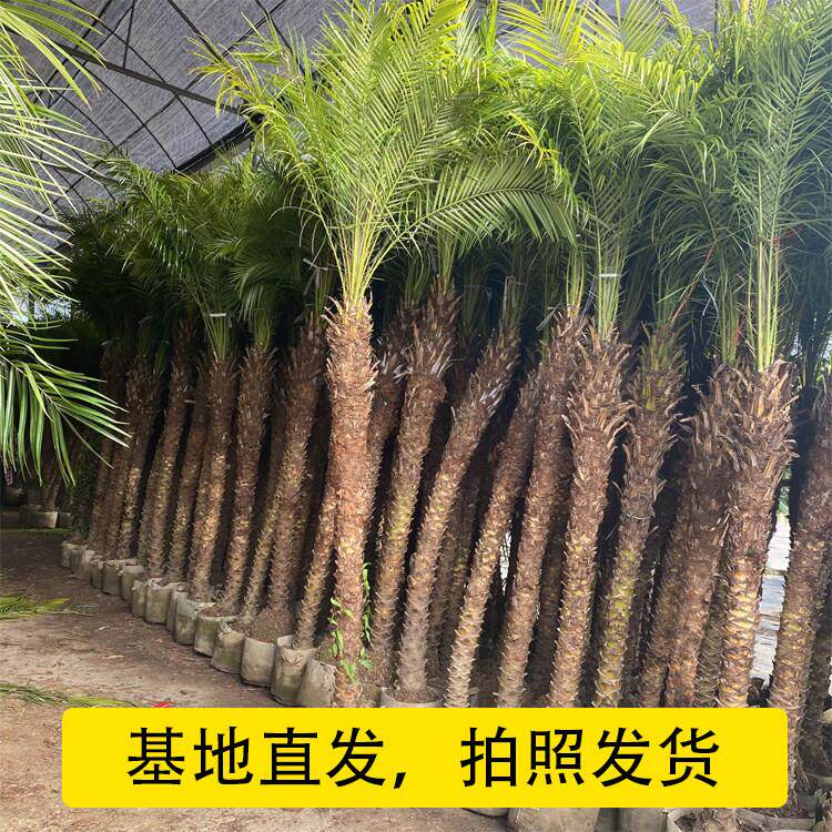 美丽针葵泰国椰子树盆栽刺葵棕榈室内阳台办公室庭院地栽大型绿植