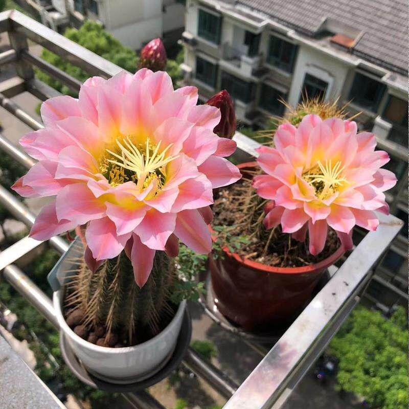 【曙光】毛花柱仙人球经典品种仙人掌多肉植物盆栽阳台庭院花卉