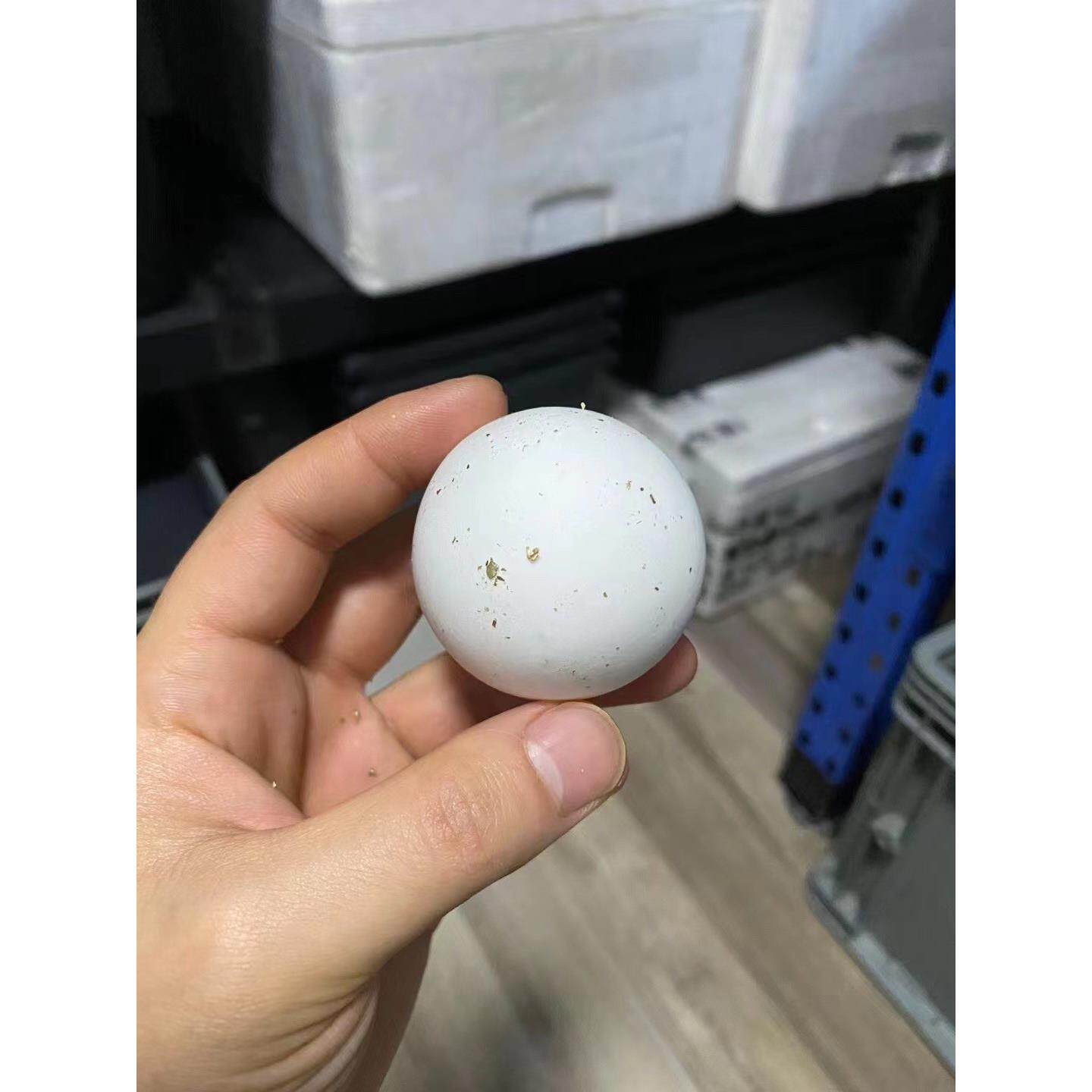 爆刺纯佛苗鳄龟蛋苗宠物乌龟活物佛鳄龟可孵化鳄龟蛋活体