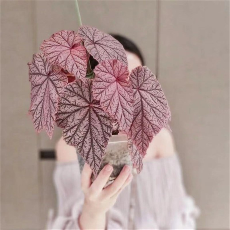 网红盆栽丁力秋海棠室内花卉花盆绿植四季阳台植净化空气观赏植物