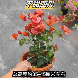开花带花发货阳台庭院绿植爬藤老桩原生扦插 不甜西瓜三角梅四季