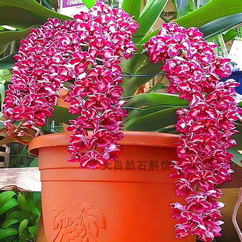 基地狐尾兰万代兰花苗洋兰盆栽附生兰花苗造景阳台绿植网红兰花卉