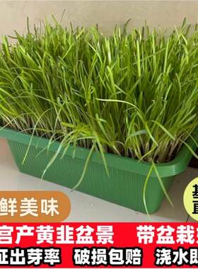 南宫黄韭盆景水培韭菜盆栽无公害蔬菜室内阳台有机黄芽盆栽礼品