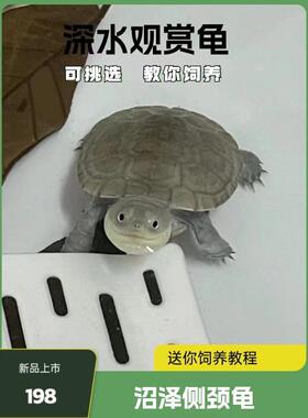 棱背侧颈龟苗宠物活体龟西非沼泽侧颈龟深水热带招财龟微笑仰泳龟