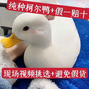 纯种柯尔鸭活苗宠物进口柯尔鸭幼仔崽鸭柯尔鸭成年宠物鸭子科尔鸭