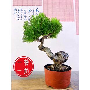 云栖园黄山松矮霸盆景老桩真松树盆栽迎客松型桌面中小型绿植摆件